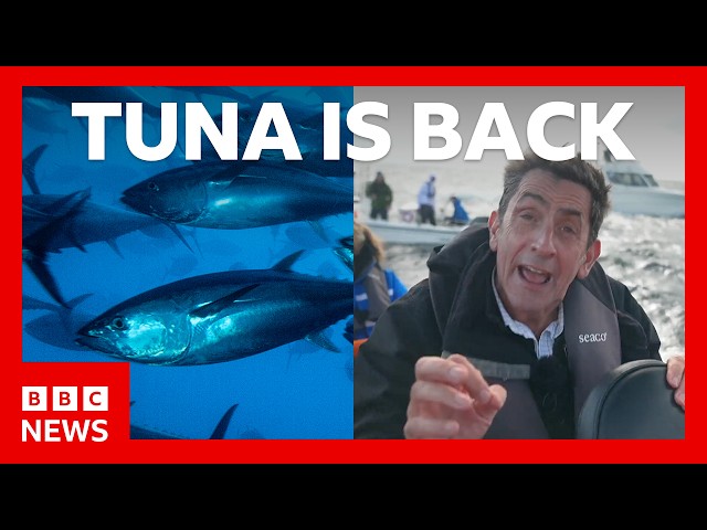 Bluefin tuna makes huge comeback: What's the secret? | BBC News