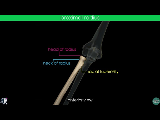 Radius and Ulna Flashcard Anatomy.137