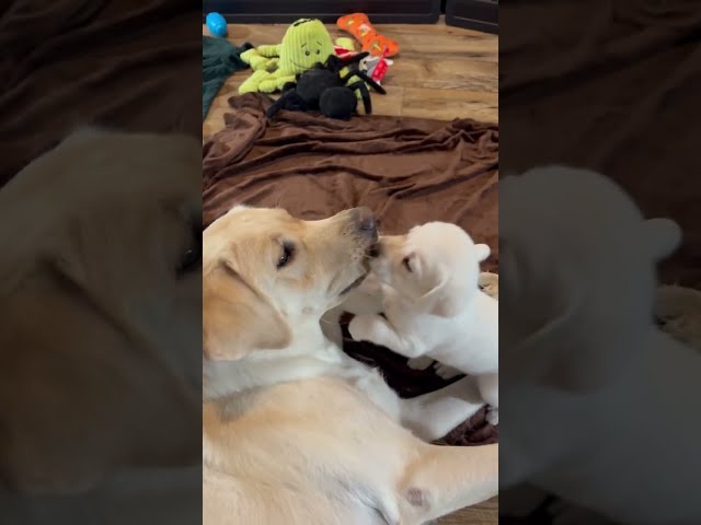 Mamma Dog, Zoey, Plays with her Puppies! So Cute and Funny. #labrador #cutepuppy #puppy