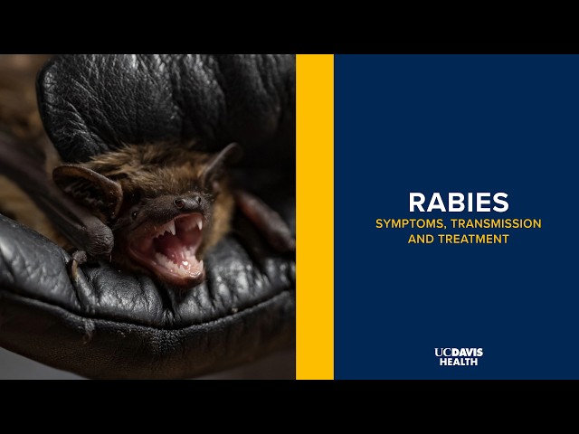 Rabies Explained: Symptoms, Transmission and Treatment | UC Davis Health