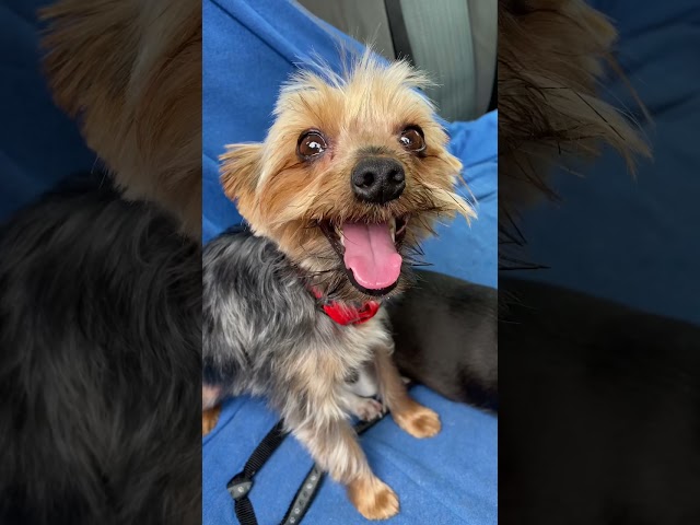 Yorkie and Chihuahua Car Ride | Cute dogs on an adventure 🐾🐾