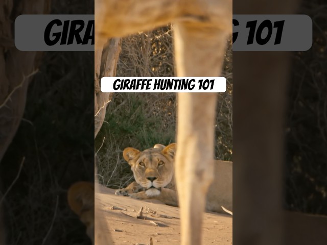 Giraffe hunting runs in the family. #naturepbs #animals #wildlife #stem #lion #giraffe