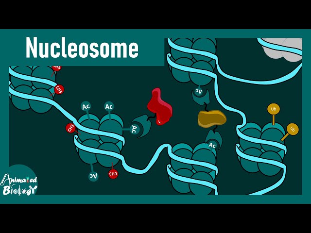 Nucleosome Explained in 5 Minutes | Chromatin Structure Made Easy | Molecular Biology