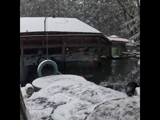 Oregon Zoo animals have a ball in winter snow