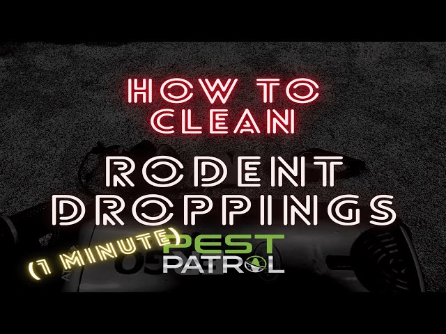 How to remove rodent droppings from your crawlspace in 1 minute