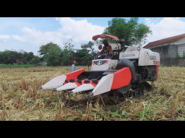 KOMBI SAWAH KUBOTA DC70 BAKET JAGUNG memanen di Balong Ponorogo | MT3 2024