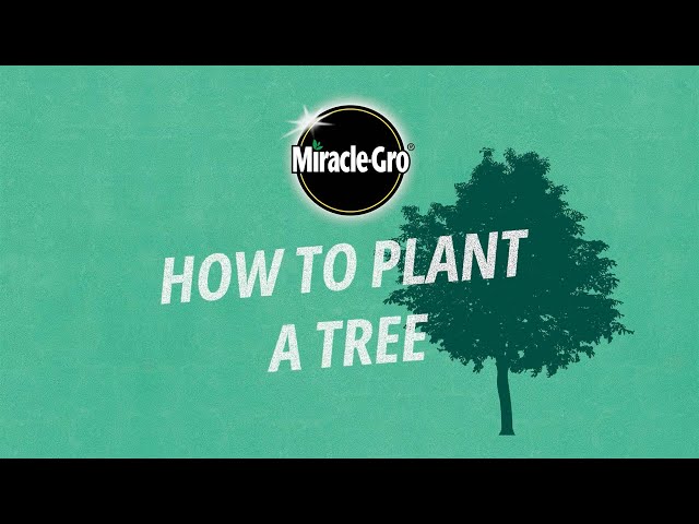 How to Plant a Tree | Miracle-Gro UK
