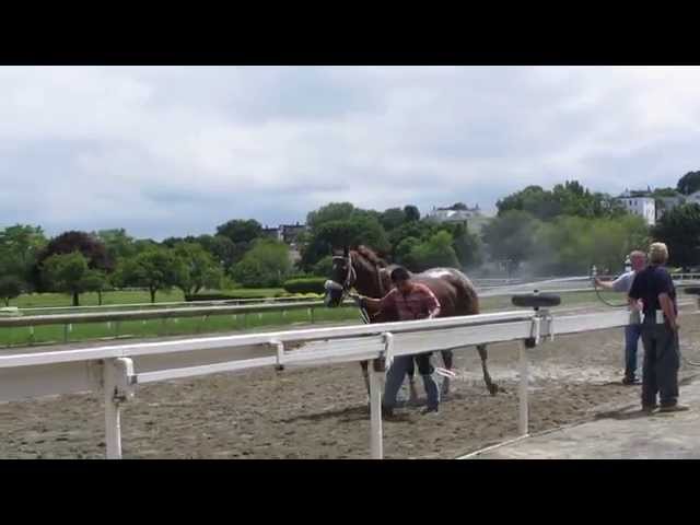 Suffolk Downs in HD - Horse getting Sprayed Down