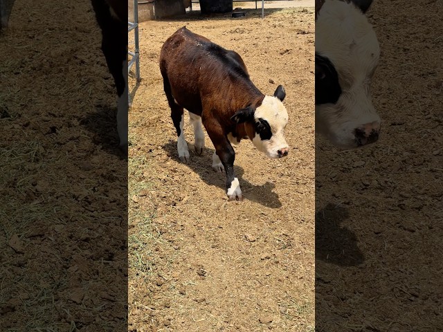 Visit the farm! cows, horses, tractors #shorts #shortvideo