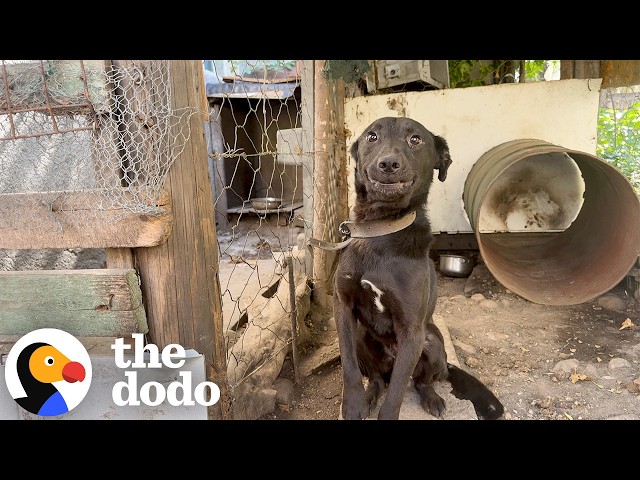 Owners Wanted Their 6-Year-Old Dog Put Down After Replacing Him | The Dodo