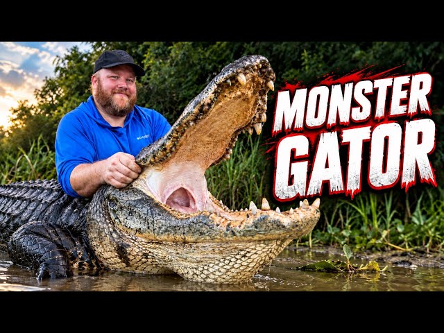 GIANT ALLIGATORS In FLORIDA On Public Land