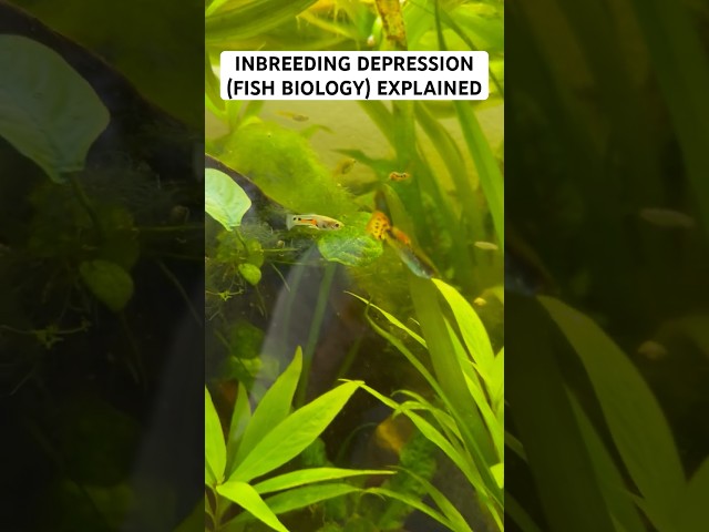 Inbreeding Avoidance in Guppies! #fishbiology