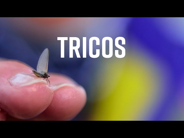 Tricos