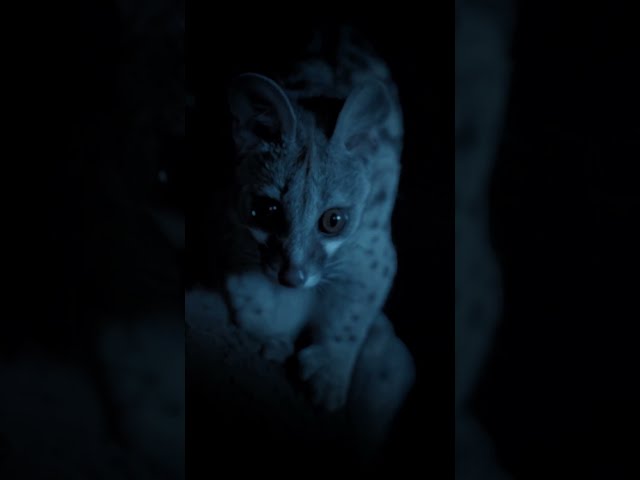 Stealthy genet vs. tiny bushbaby.  #naturepbs #wildlife #bushbaby #genet #hunt