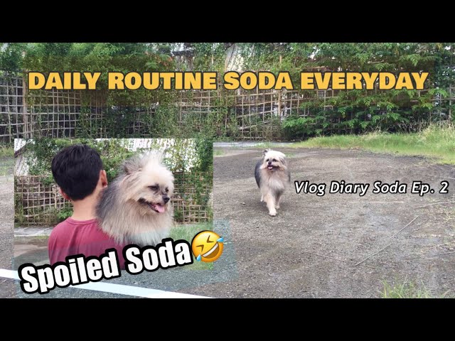 Daily Routine Soda Everyday || Vlog Diary Soda