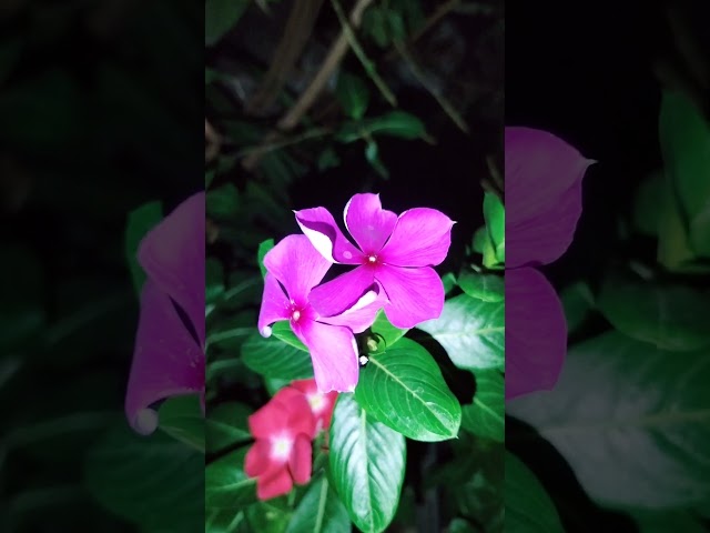 vinca rosea/নয়ন তারা #flowers #cute #foryou #ytshorts