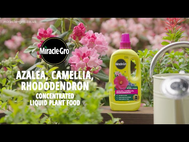 Miracle-Gro® Plant Food Liquid Azalea, Camellia & Rhododendron | Special Care for Acid-Loving Plants