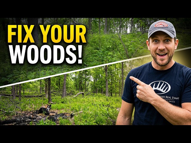 This Is What a Managed Forest Actually Looks Like