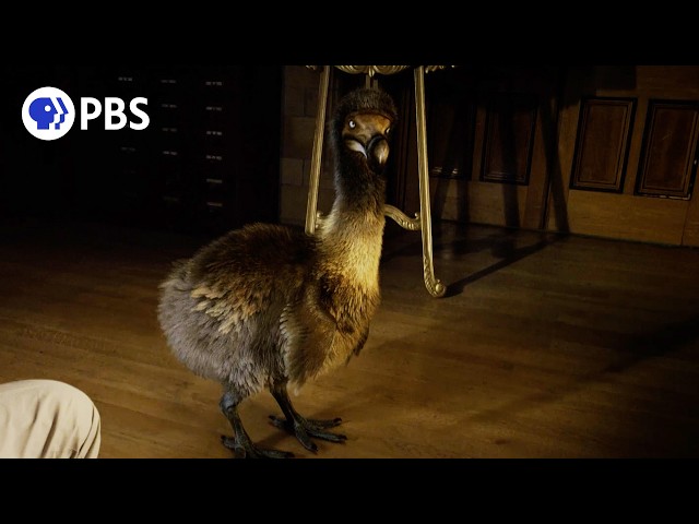 What the Dodo Bird ACTUALLY Looked Like