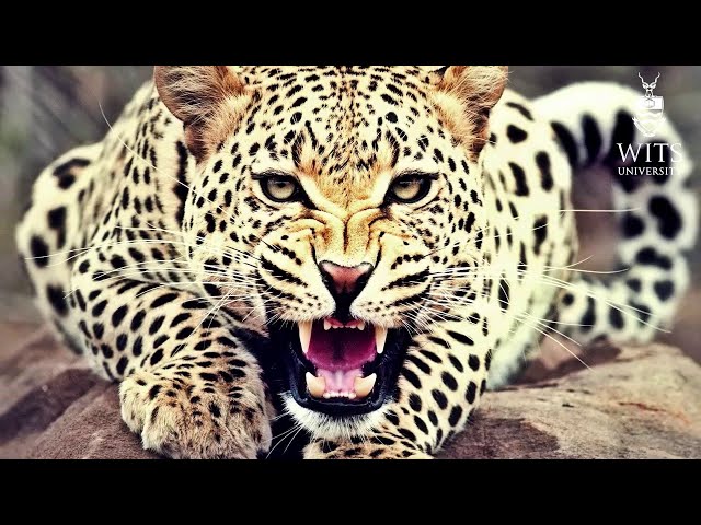 Trailer: Killer Cats of Gladysvale