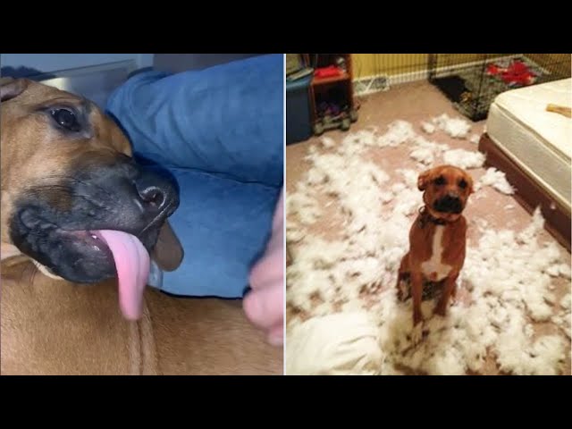 Cute And Funny Rhodesian Ridgeback Puppies Compilation 🥰 #2