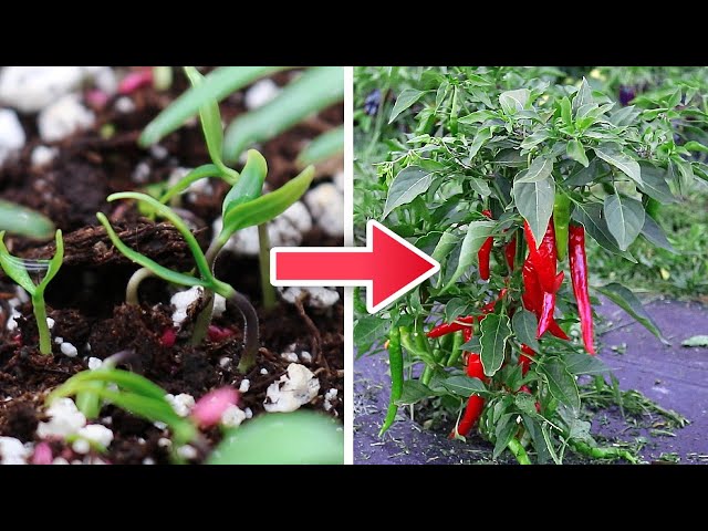 Grow Loads of Cayenne Peppers At Home, No More Tiny Harvests!