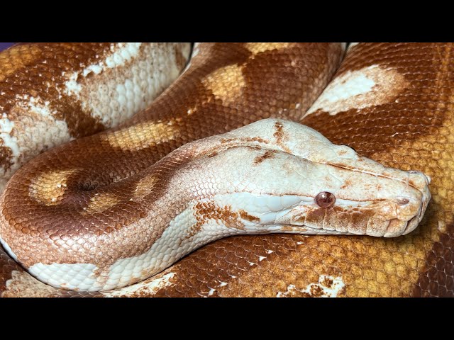 Blood Pythons - Misunderstood GEMS! BubbleGum4