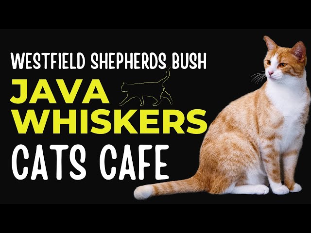Cat lovers Java Whiskers Westfield Shepherds Bush