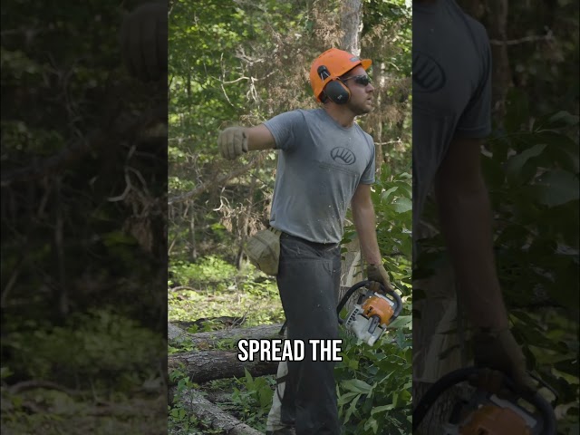 Strategic Hinge Cutting for Wildlife Habitat 🦌 #deer #deerhunting