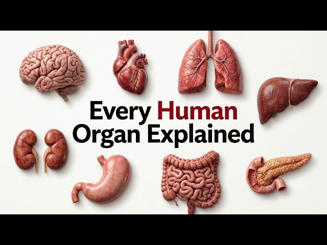 Every Human Organ Simply Explained
