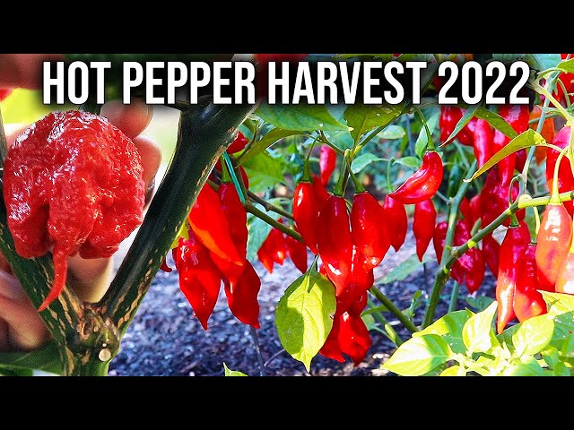 The Hot Pepper Harvest Video We All Need, 2 SPICY Varieties!