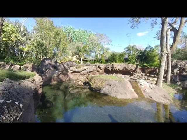Disney Animal Kingdom Otter Habitat 3D VR 180 4K