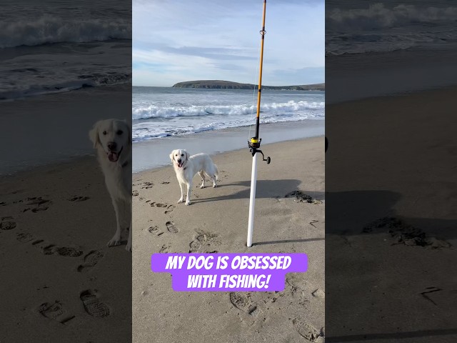Crab snaring with my dog. Didn’t catch much but my dog had the time of his life. #dog#fishing#beach