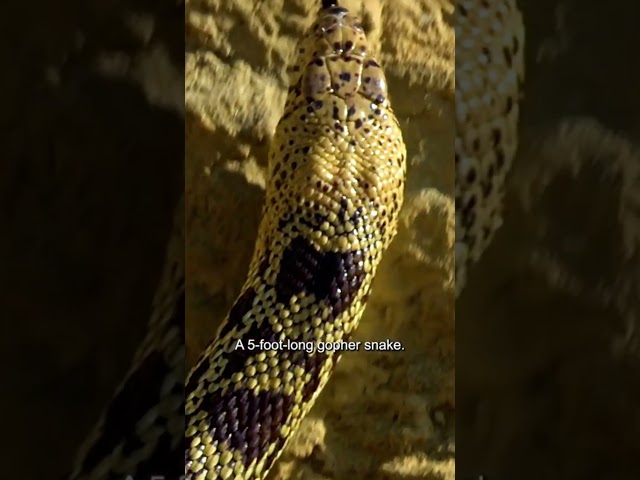 Serpents Unveiled: SNAKES in 8K Ultra HD | Nature’s Silent Predators #8kwildlife #animals #wildlife