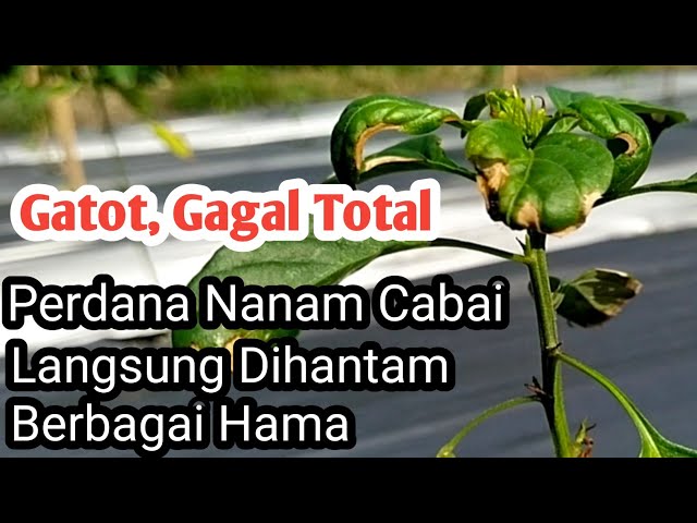 Nanam Cabai Perdana Langsung diserbu Hama