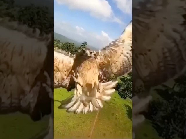 Drone vs Eagle