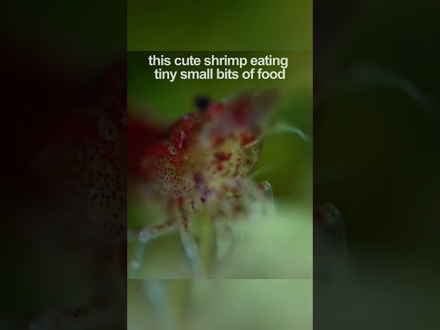 Tiny Shrimp eating small food