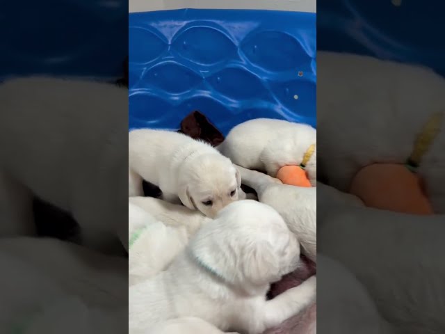 9 Adorable Lab Puppies Play with NEW TOYS in the Puppy Pumpkin Patch #labrador #cutepuppy #puppy