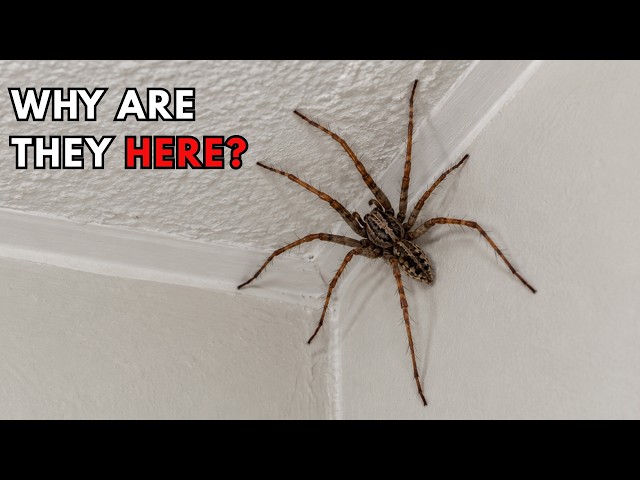 The Truth About Giant House Spiders In Britain