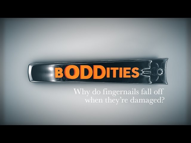Boddities | Episode 13 | Why do fingernails fall off when they’re damaged?