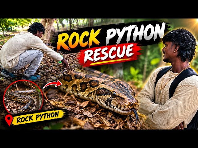 Rock python rescue #python #snakes 