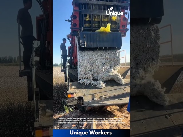 Agricultural Harvest: Cotton Harvester Unloading Large Round Bale in Field