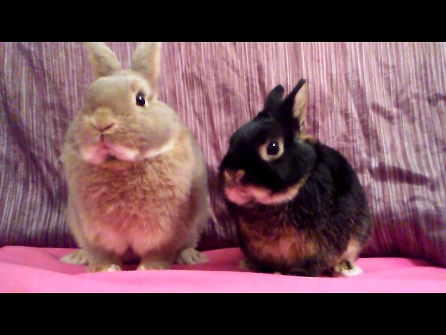 Cutest Bunnies Ever!