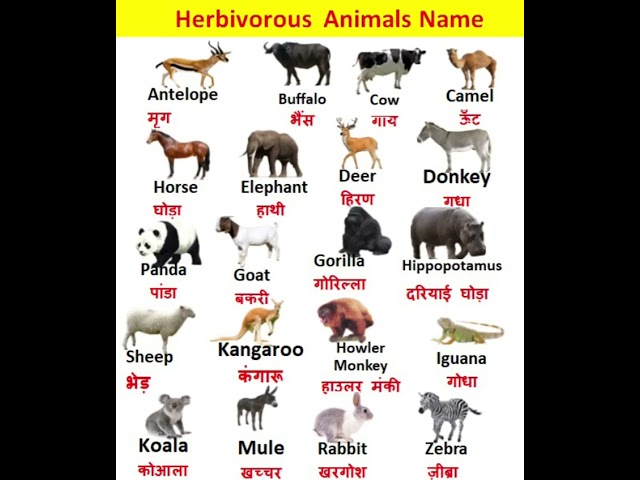 Herbivorous Animals Name In English And Hindi/शाकाहारी जानवरों के नाम Deer,Cow, Elephant,Horse,