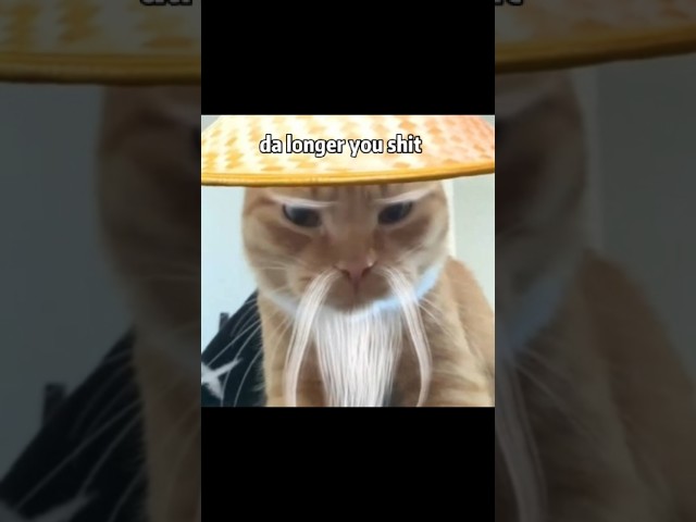 wise words from Sensei #funny #cat #memes