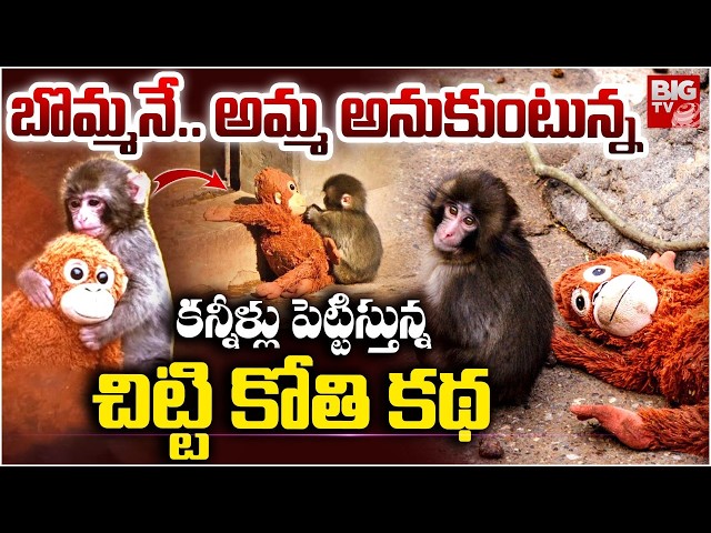 Japan Punch Baby Monkey Story | కన్నీళ్లు పెట్టిస్తున్న చిట్టి కోతి కథ! | Viral Monkey Story | BIGTV