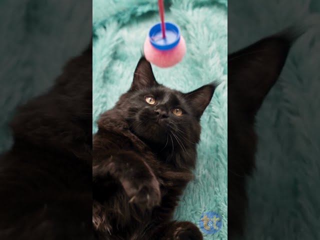 Turning a Clothes Dryer into a Toy for My Maine Coon! 🐈‍⬛✨ #cat