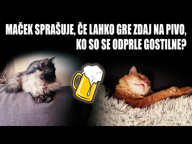 Maček vpraša mačko, če lahko gre zdaj na pivo, ko so se odprle gostilne