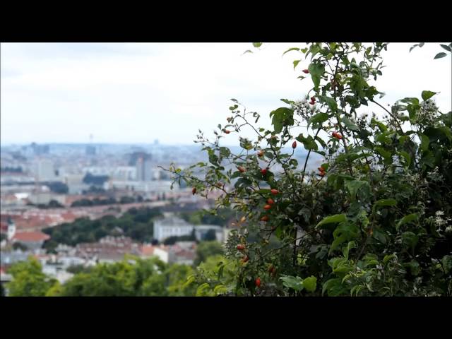 LITTLE MOUNTAIN  |  EPISODE 2