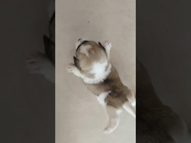 SEE ME FLY🤪🥳🐶 #funny #oddlysatisfying#funnyanimals #animals #funnyanimals #dog